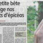 La petite bête ravage nos forêts d'épicéas