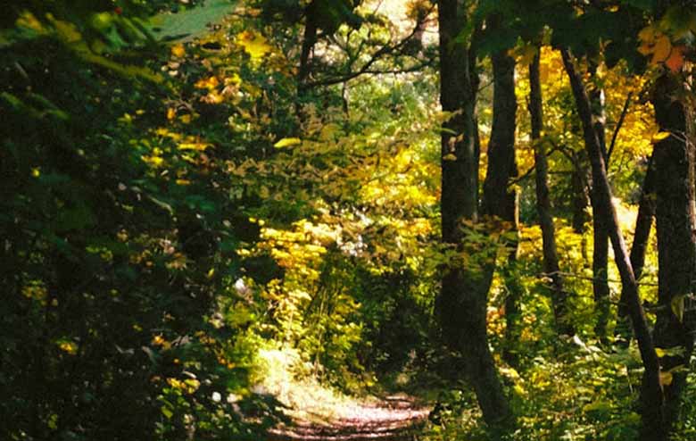 chemin forêt